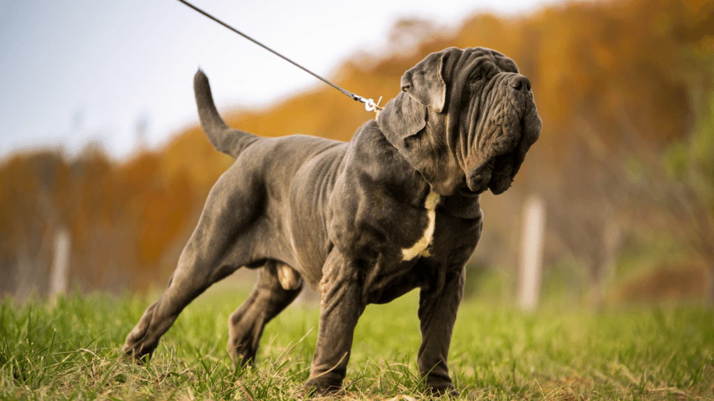 Neapolitan Mastiff