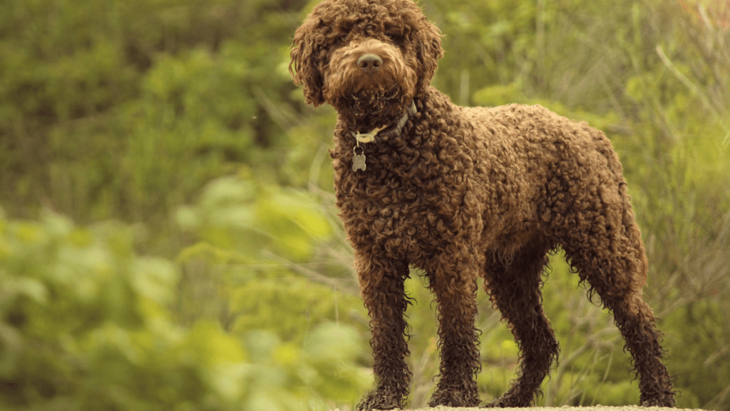 Lagotto Romagnolo